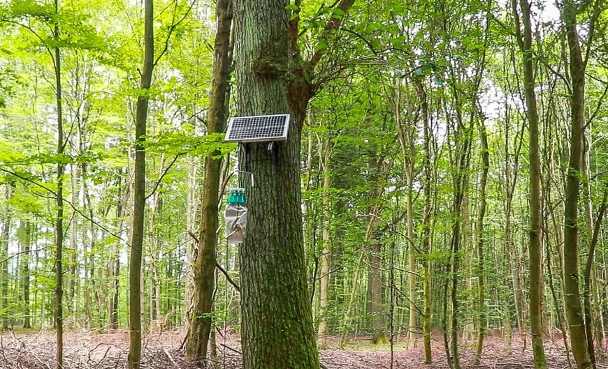 Fraunhofer entwickelt automatisierte Pheromonfallen für Waldschädlingsmotten